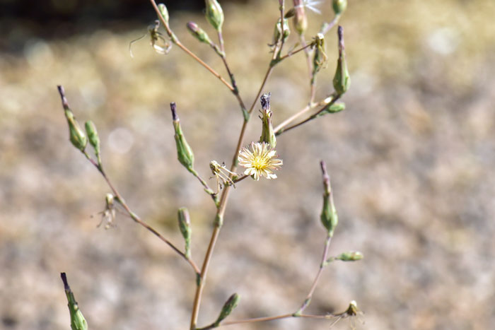 Prickly Lettuce is also called: China Lettuce, Compass Plant and Wild Lettuce. Lactuca serriola" width="700" height="464" title="Prickly Lettuce is also called: China Lettuce, Compass Plant and Wild Lettuce. Lactuca serriola